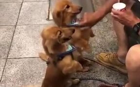 Wholesome Doggos Get Fed Ice-Cream By This Man - Animals - VIDEOTIME.COM