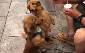 Wholesome Doggos Get Fed Ice-Cream By This Man - Animals - VIDEOTIME.COM