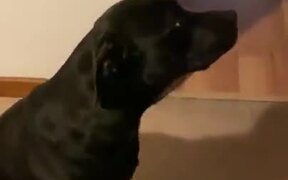 Pepperoni Desperately Wants To Go For A Walk - Animals - VIDEOTIME.COM