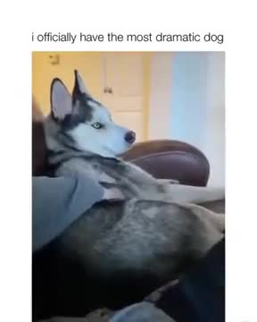 Dramatic Dog