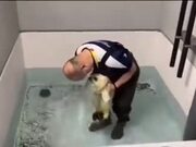 Baby Seal Experiences Swimming For The First Time