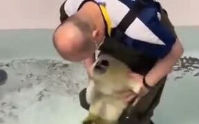 Baby Seal Experiences Swimming For The First Time - Animals - VIDEOTIME.COM