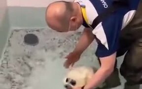 Baby Seal Experiences Swimming For The First Time - Animals - VIDEOTIME.COM