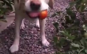 Healthy Eating Doggo Picks A Tomato And Eats It - Animals - VIDEOTIME.COM