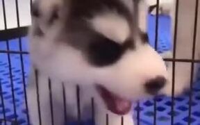 The Most Dramatic Puppy Ever - Animals - VIDEOTIME.COM