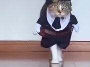 Literally A Cat Doing A Catwalk