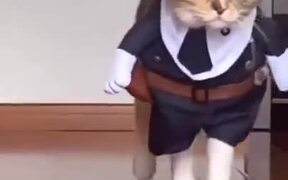 Literally A Cat Doing A Catwalk - Animals - VIDEOTIME.COM