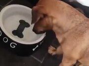 Puppy Tries To Grab The Bone