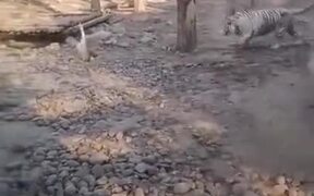 Not Even Tigers Can Take On A Goose - Animals - VIDEOTIME.COM