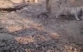Not Even Tigers Can Take On A Goose
