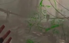 Drawing Mona Lisa On A Window In A Game - Fun - VIDEOTIME.COM