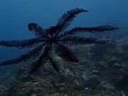 Coolest Looking Starfish Ever