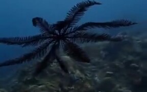 Coolest Looking Starfish Ever - Animals - VIDEOTIME.COM