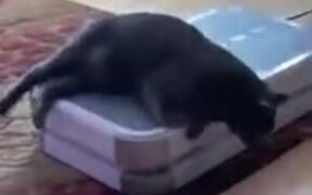 Nothing, Just A Cat Chilling On A Foot Massager - Animals - VIDEOTIME.COM