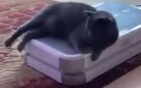 Nothing, Just A Cat Chilling On A Foot Massager - Animals - VIDEOTIME.COM