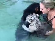 Chimpanzee Guides Tiger Cub And Human To Safety