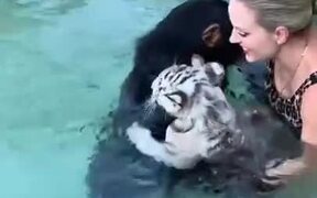 Chimpanzee Guides Tiger Cub And Human To Safety - Animals - VIDEOTIME.COM