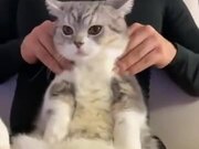 Cat Gets A Nice De-Stressing Massage