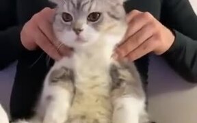 Cat Gets A Nice De-Stressing Massage - Animals - VIDEOTIME.COM