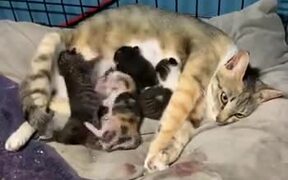 Kitten Boxing Begins At An Early Age - Animals - VIDEOTIME.COM