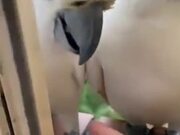 Two Cockatoos Show To Shake Hands