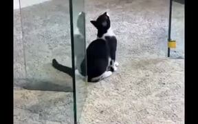 Stupid Cat Bonks Head On The Glass Table - Animals - VIDEOTIME.COM