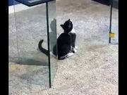 Stupid Cat Bonks Head On The Glass Table