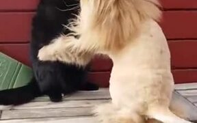 Fluffy Cat With A Lion Haircut Attacks Other Cat - Animals - VIDEOTIME.COM