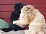 Fluffy Cat With A Lion Haircut Attacks Other Cat