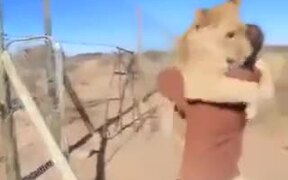 Lioness Meets Human Friend After A Long Time - Animals - Videotime.com