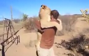 Lioness Meets Human Friend After A Long Time - Animals - VIDEOTIME.COM
