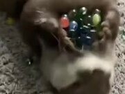 Otter Loves Playing With Marbles