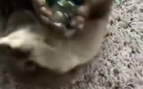 Otter Loves Playing With Marbles - Animals - VIDEOTIME.COM