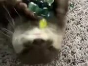 Otter Loves Playing With Marbles