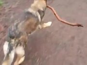 Dog Takes Big Stick Through Narrow Gates