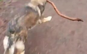 Dog Takes Big Stick Through Narrow Gates - Animals - VIDEOTIME.COM