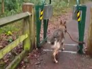 Dog Takes Big Stick Through Narrow Gates