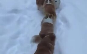 Long Line Of Corgis Headed On A Snow Trail - Animals - VIDEOTIME.COM