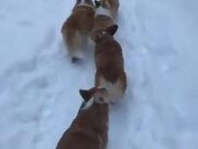 Long Line Of Corgis Headed On A Snow Trail