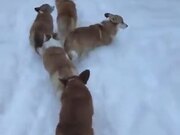 Long Line Of Corgis Headed On A Snow Trail