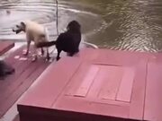 Dogs Gets Scared For Their Owner