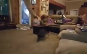 Pitbull Having The Zoomies Makes These Kids Laugh - Animals - VIDEOTIME.COM