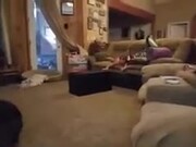 Pitbull Having The Zoomies Makes These Kids Laugh