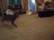 Pitbull Having The Zoomies Makes These Kids Laugh