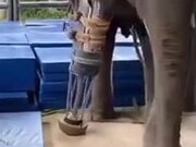 Elephant Lacking One Leg Uses Prosthetic Leg