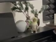 Parrot Enjoy Some Nice Piano Music