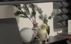 Parrot Enjoy Some Nice Piano Music - Animals - VIDEOTIME.COM