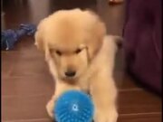 Puppy Gets Distressed About Prickly Ball