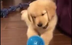 Puppy Gets Distressed About Prickly Ball - Animals - VIDEOTIME.COM
