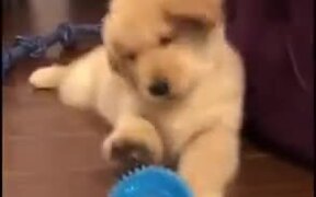 Puppy Gets Distressed About Prickly Ball - Animals - VIDEOTIME.COM